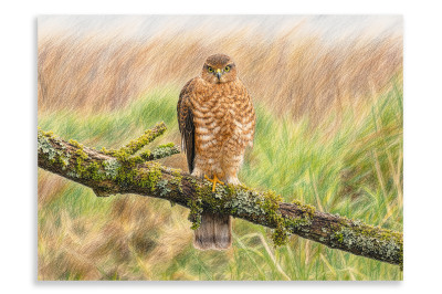 Juvenile Sparrowhawk - Artistic